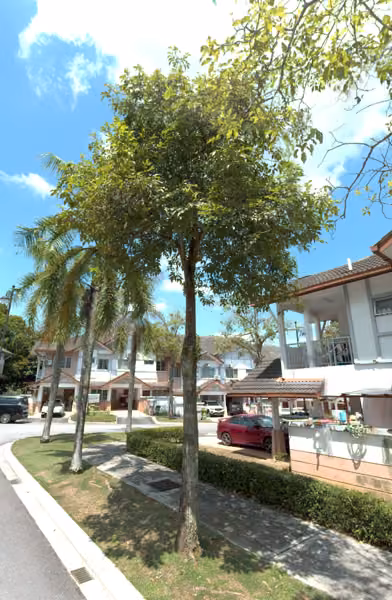 tree photo