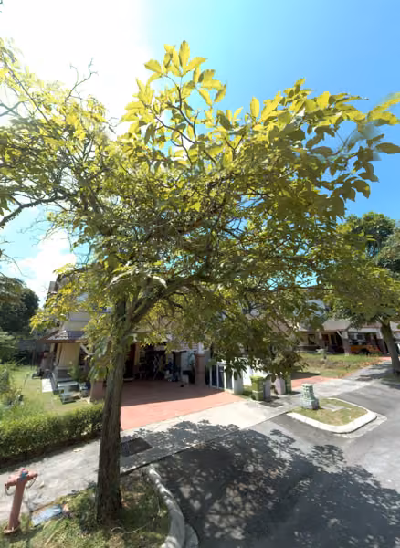 tree photo