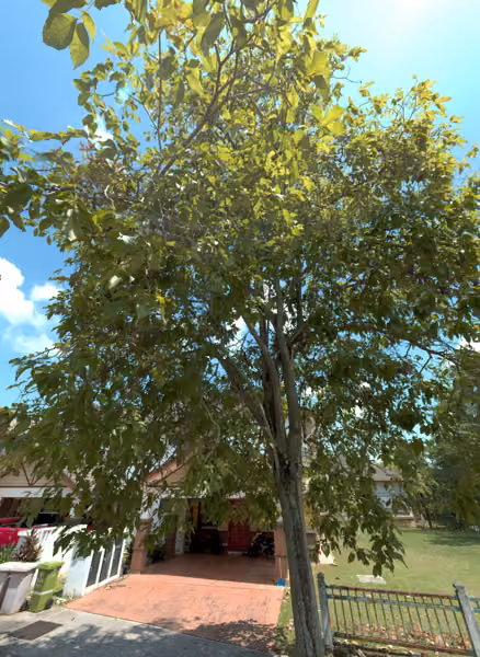 tree photo