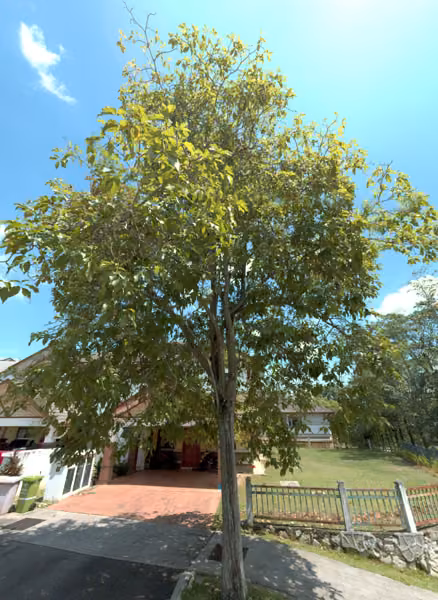 tree photo