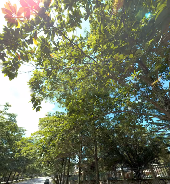tree photo