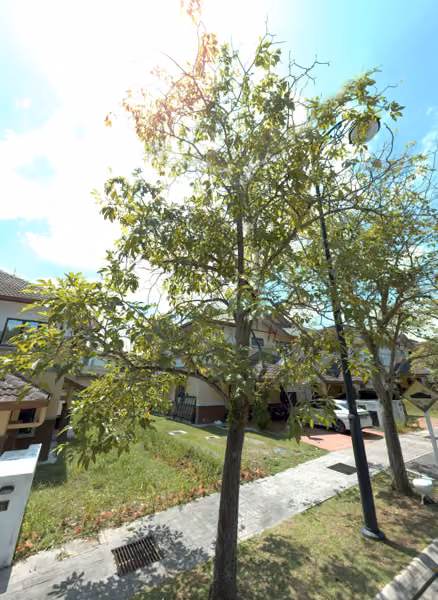 tree photo