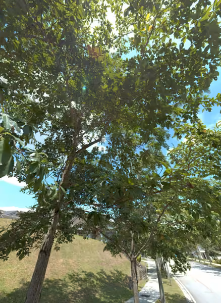 tree photo