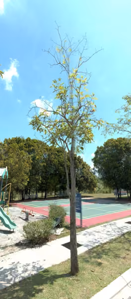 tree photo