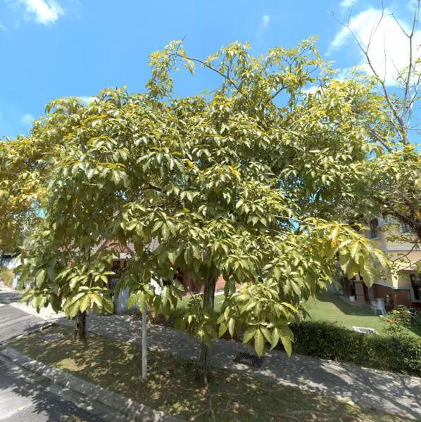 tree photo