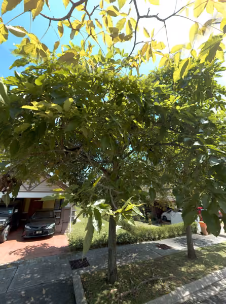 tree photo