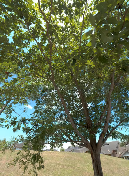 tree photo
