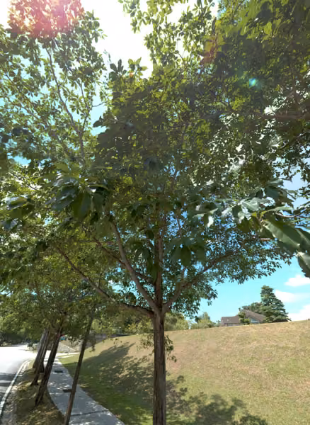 tree photo