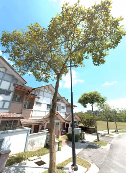 tree photo