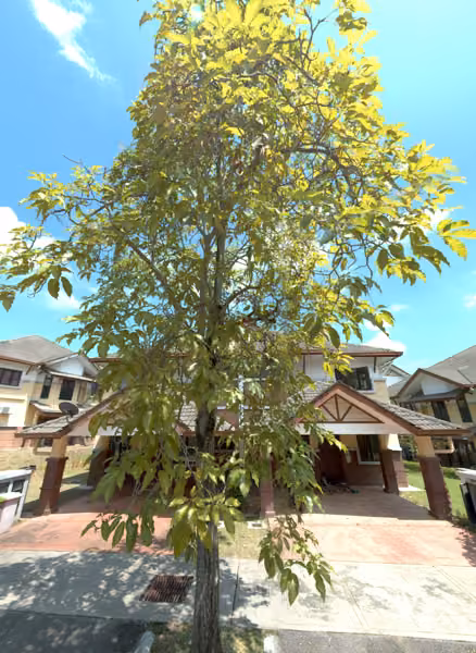 tree photo