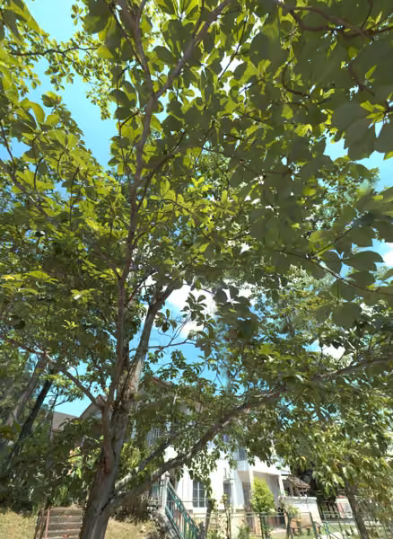 tree photo