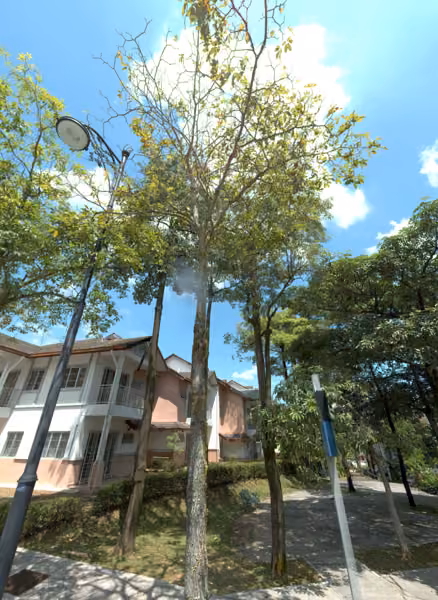 tree photo