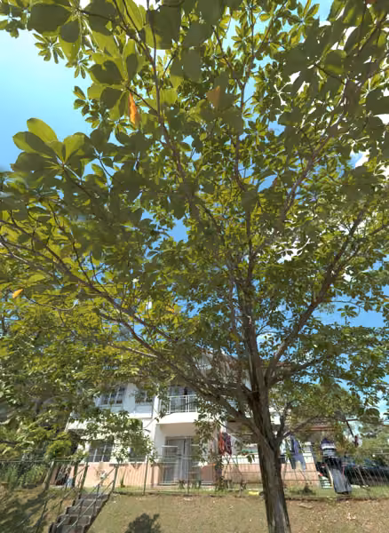 tree photo