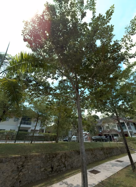 tree photo