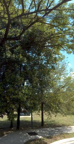 tree photo
