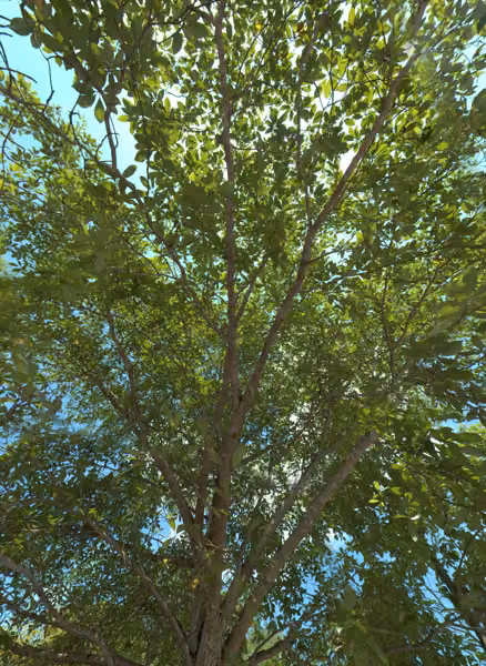tree photo
