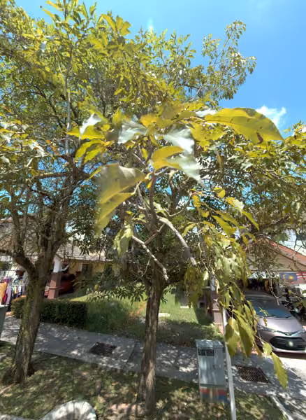tree photo