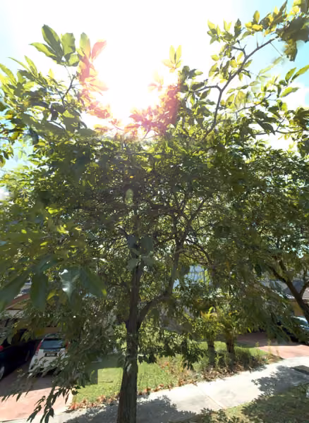 tree photo