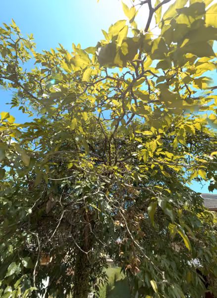 tree photo