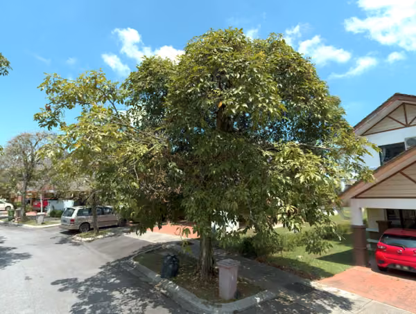 tree photo
