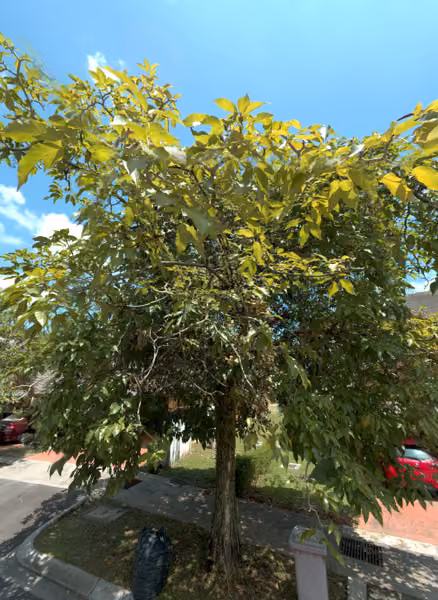 tree photo