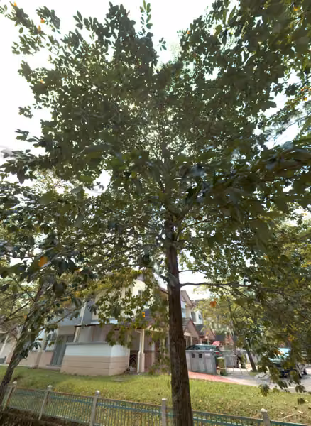 tree photo
