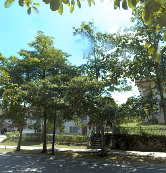 tree photo