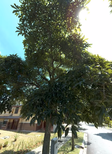 tree photo