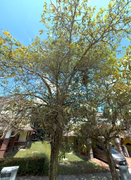 tree photo
