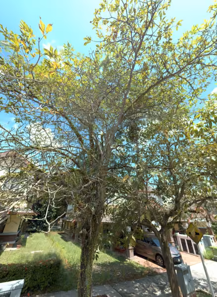tree photo