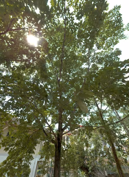 tree photo