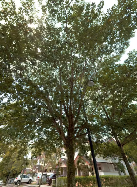 tree photo