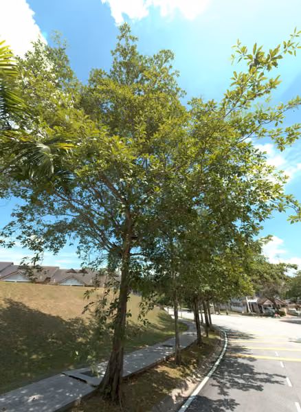 tree photo