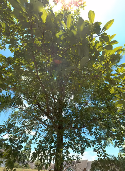 tree photo