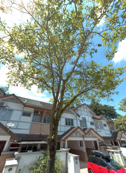 tree photo