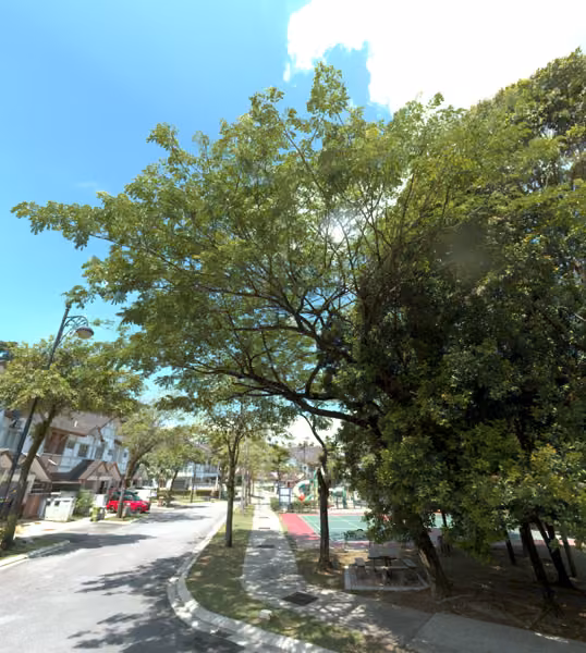 tree photo