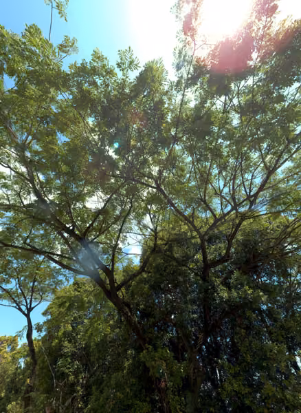 tree photo