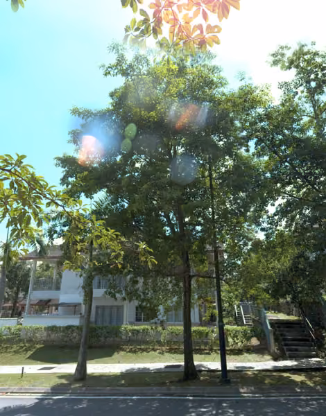 tree photo