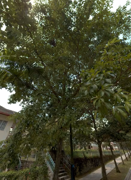 tree photo