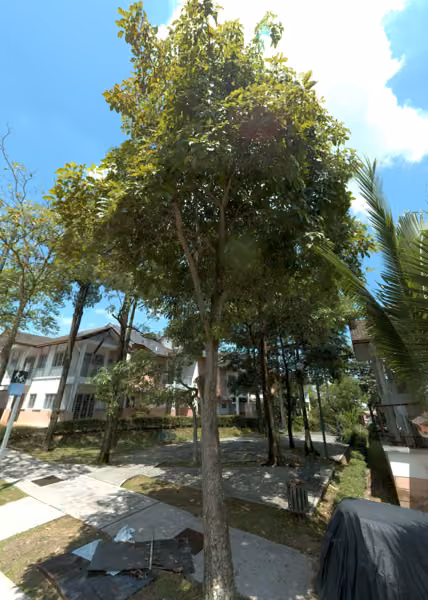tree photo