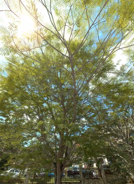 tree photo