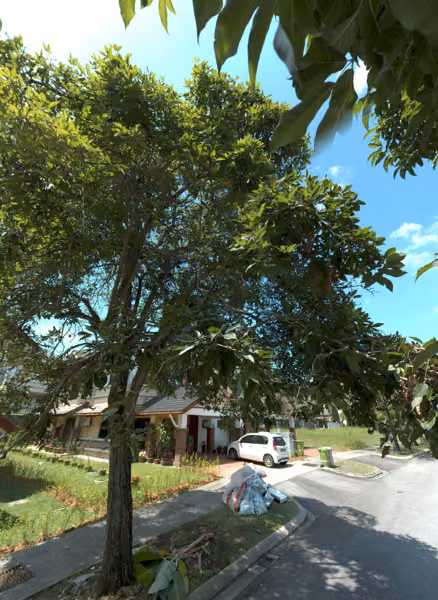 tree photo