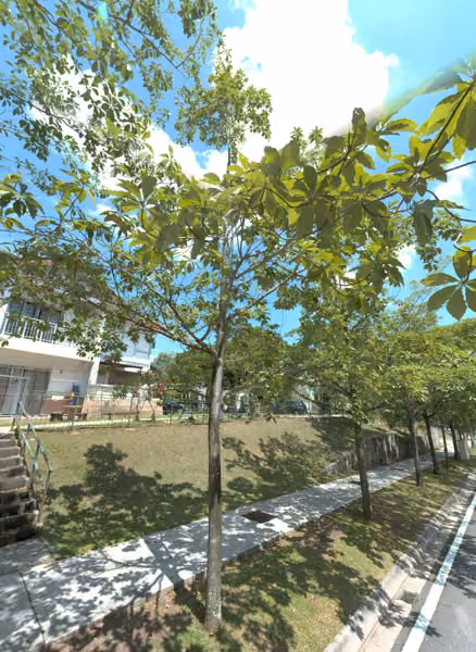 tree photo