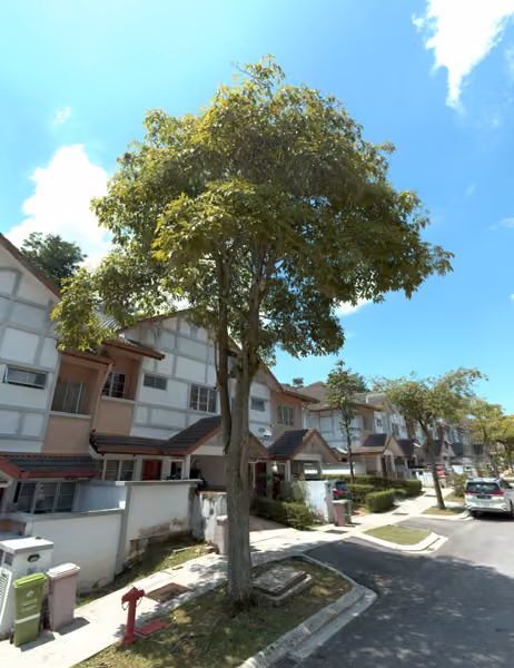 tree photo