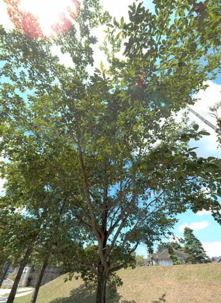 tree photo