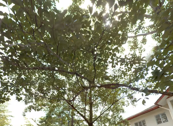 tree photo