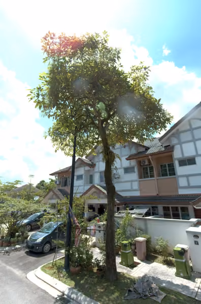 tree photo