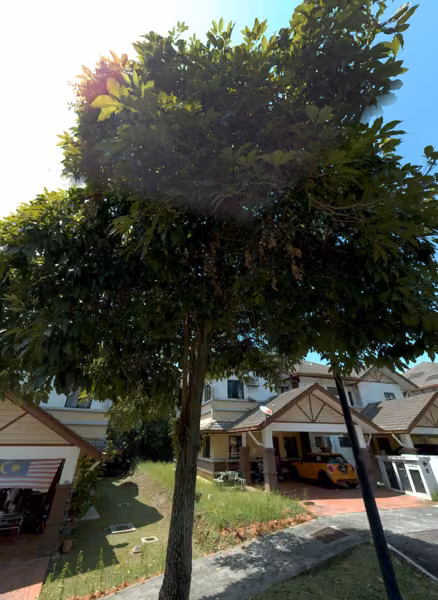 tree photo