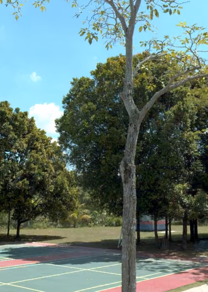 tree photo