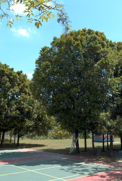 tree photo